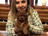Irk Garantili Harika Toy Poodle Yavrularımız