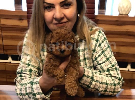 Irk Garantili Harika Toy Poodle Yavrularımız görsel