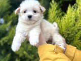 Xsmall Morkie