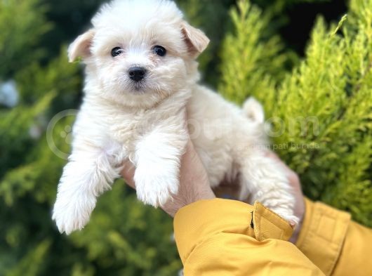 Xsmall Morkie görsel