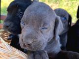 Cane Corso Blue Ve Siyah Yavrularım Sağlık Ve Irk Garantilidir