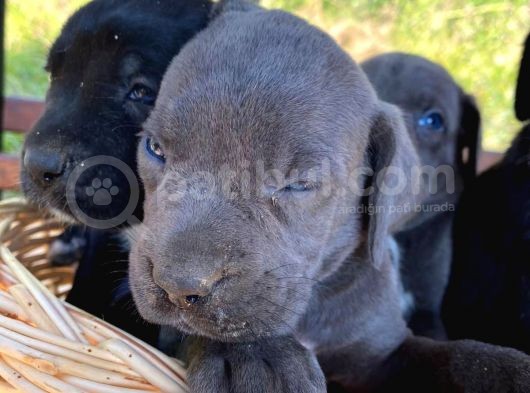 Cane Corso Blue Ve Siyah Yavrularım Sağlık Ve Irk Garantilidir görsel