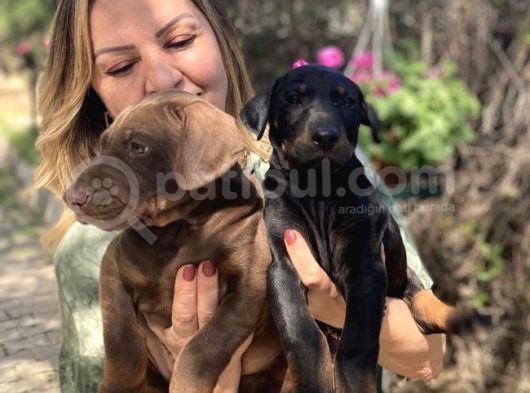 Muhteşem King Doberman Yavrularımız görsel