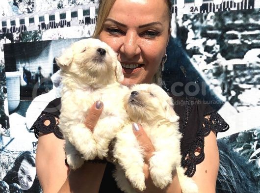 Kar Beyaz Maltese Terrier Yavrularımız