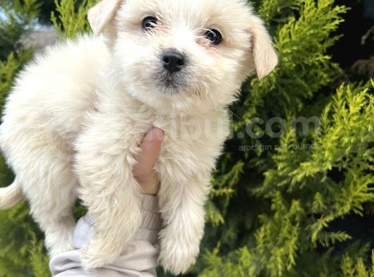 Küçük Morkie Bebeğim görsel