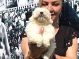 Kar Beyaz Maltese Terrier Yavrularımız