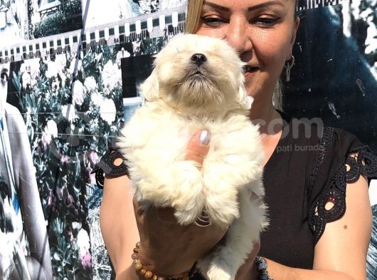 Kar Beyaz Maltese Terrier Yavrularımız görsel