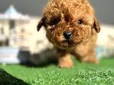Teacup Toy Poodle Kaniş Apricot Kayısı Rengi Orjinal Safkan