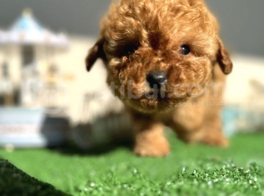 Teacup Toy Poodle Kaniş Apricot Kayısı Rengi Orjinal Safkan görsel