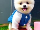 Orji̇nal Pomerani̇an Boo