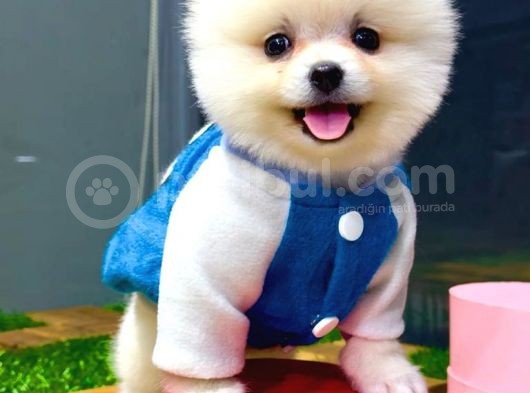 Orji̇nal Pomerani̇an Boo görsel