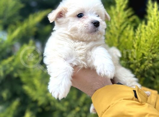 Xsmall Morkie görsel