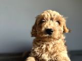Labradoodle Mini Standart Dev Orjinal Kırmızı Safkan Garantili