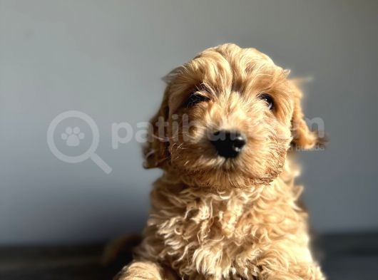 Labradoodle Mini Standart Dev Orjinal Kırmızı Safkan Garantili görsel