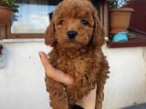 Redbrown Bebekler