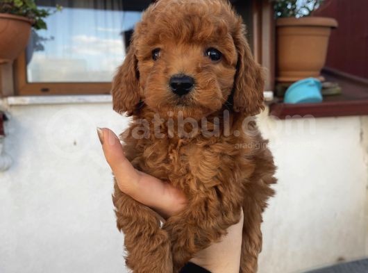 Redbrown Bebekler görsel