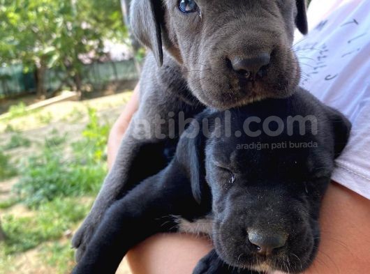 Cane Corso Blue Ve Siyah Yavrularım Sağlık Ve Irk Garantilidir görsel
