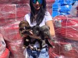 Cane Corso Blue Ve Siyah Yavrularım Sağlık Ve Irk Garantilidir
