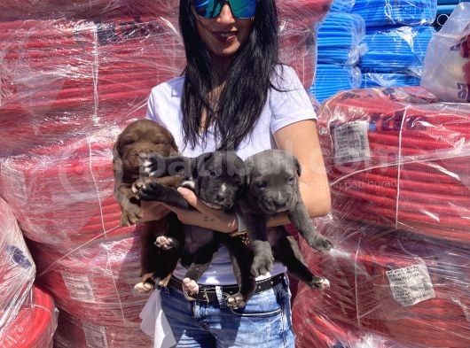 Cane Corso Blue Ve Siyah Yavrularım Sağlık Ve Irk Garantilidir görsel