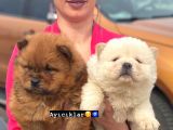 Chow Chow Yavrularım Sağlık Ve Irk Garantildşr