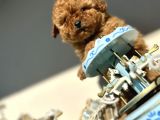 Teacup Toy Poodle Kaniş Apricot Kayısı Rengi Orjinal Safkan