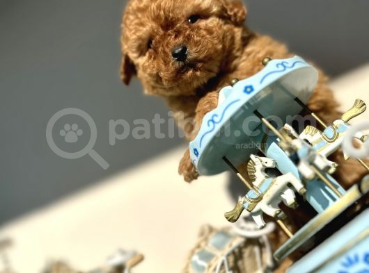 Teacup Toy Poodle Kaniş Apricot Kayısı Rengi Orjinal Safkan görsel