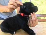 Cane Corso Blue Ve Siyah Yavrularım Sağlık Ve Irk Garantilidir