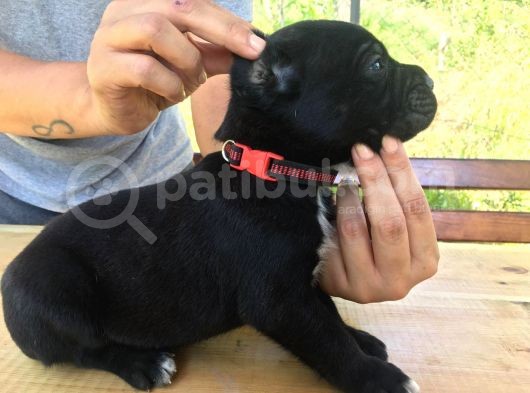 Cane Corso Blue Ve Siyah Yavrularım Sağlık Ve Irk Garantilidir görsel