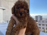 Redbrown Bebekler