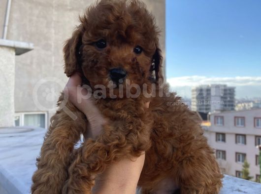 Redbrown Bebekler görsel