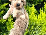 Maltipoo Yavrularim