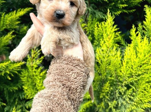 Maltipoo Yavrularim görsel