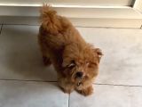 6 Aylik Di̇şi̇ Toy Poodle Yavrumuz