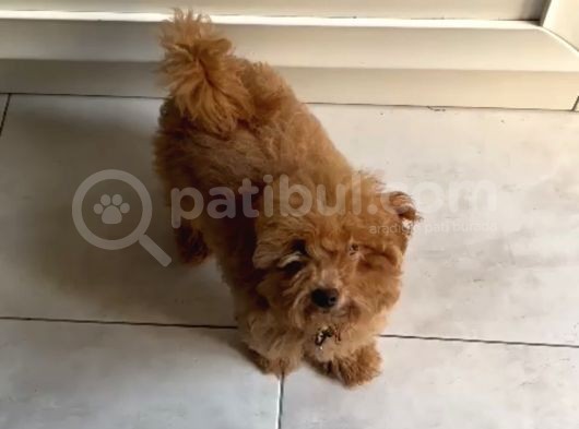 6 Aylik Di̇şi̇ Toy Poodle Yavrumuz görsel