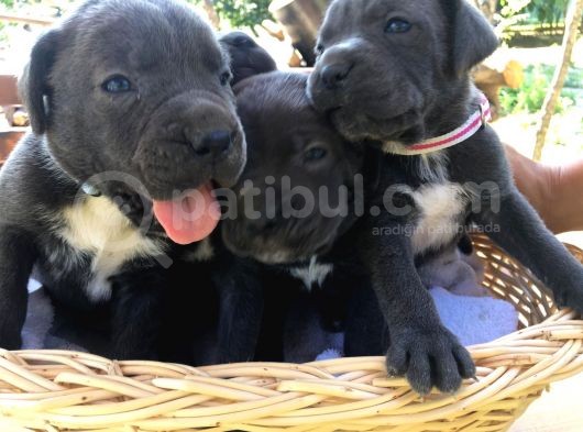 Cane Corso Blue Ve Siyah Yavrularım Sağlık Ve Irk Garantilidir görsel
