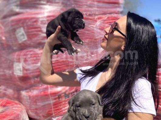 Cane Corso Blue Ve Siyah Yavrularım Sağlık Ve Irk Garantilidir görsel