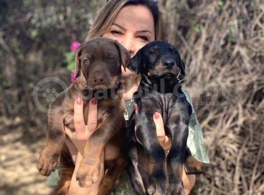 Muhteşem King Doberman Yavrularımız görsel