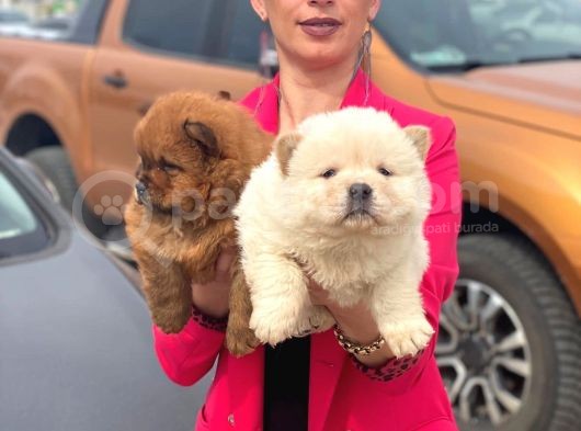 Chow Chow Yavrularım Sağlık Ve Irk Garantildşr