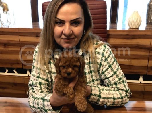 Irk Garantili Harika Toy Poodle Yavrularımız görsel