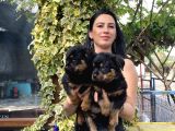 Rotweiller yavrularım sağlık ve ırk garantilidir
