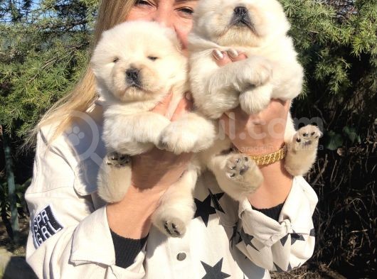 Muhteşem Çin Aslanı Chow Chow Yavrularımız görsel