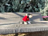 Tek Resmî Üreti̇ci̇si̇nden Mi̇nyatür Schnauzer Yavrular
