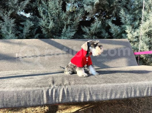 Tek Resmî Üreti̇ci̇si̇nden Mi̇nyatür Schnauzer Yavrular görsel