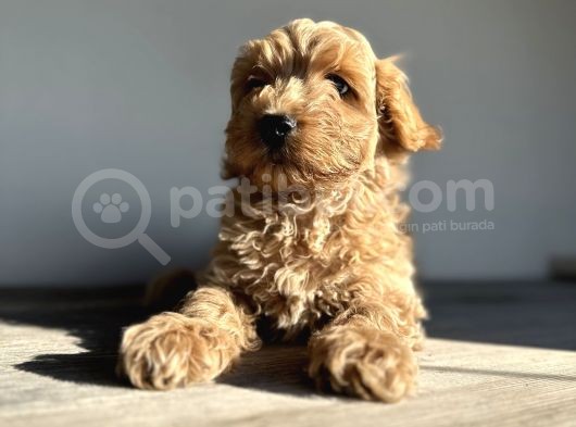 Labradoodle Mini Standart Dev Orjinal Kırmızı Safkan Garantili görsel