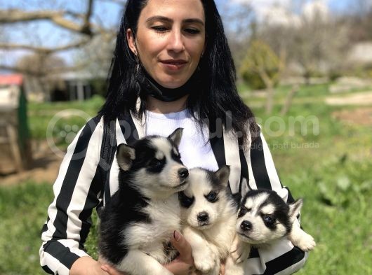 Husky Yavrularım Sağlık Ve Irk Gstantili görsel