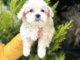 Küçük Maltipoo Bebeğim