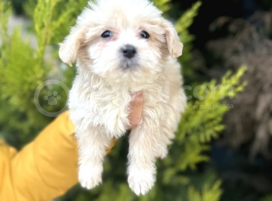 Küçük Maltipoo Bebeğim görsel