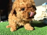 Teacup Toy Poodle Kaniş Apricot Kayısı Rengi Orjinal Safkan