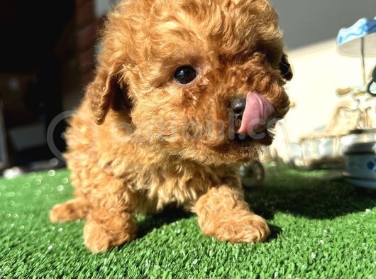 Teacup Toy Poodle Kaniş Apricot Kayısı Rengi Orjinal Safkan görsel