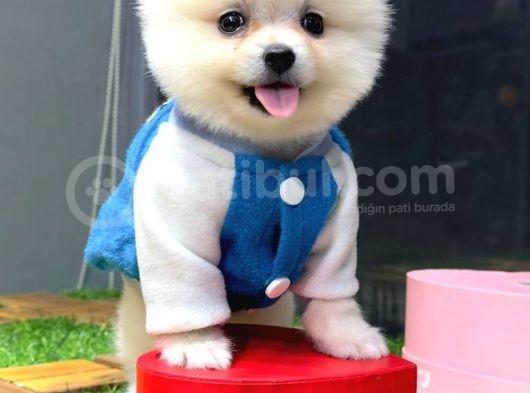 Orji̇nal Pomerani̇an Boo görsel
